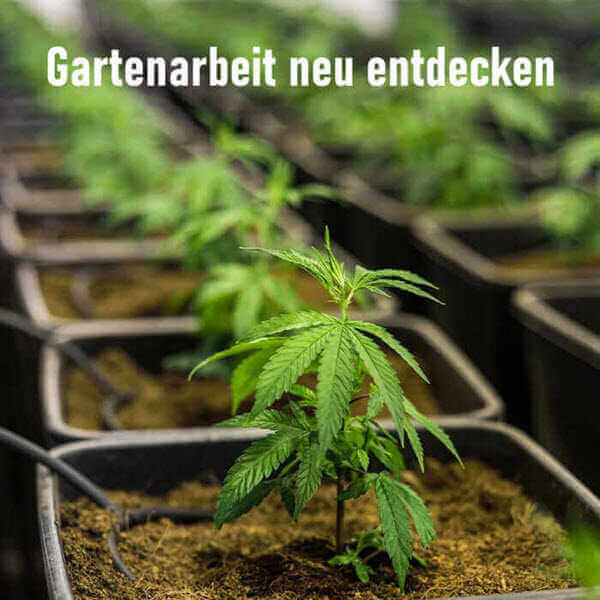 Gartebarbeit als neues Hobby entdecken: Der Cannabis-Anbau.